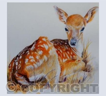 Fawn study