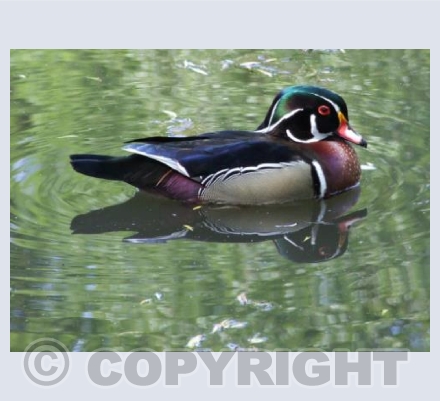 Duck On Water - Colour