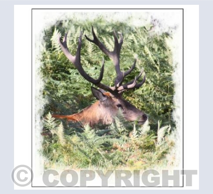 Deer In The Park