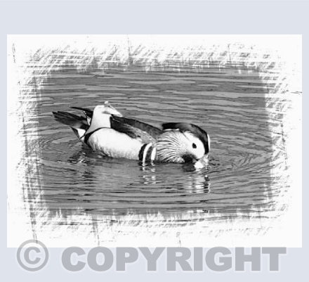 Duck In Black & White