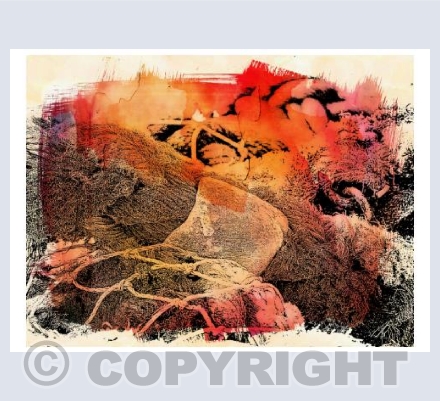 Beach Tangle - Snoozing