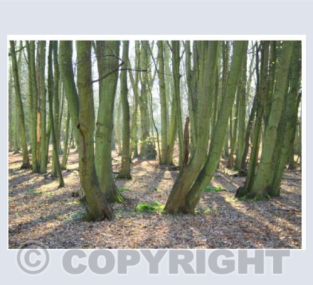 Virginia Water