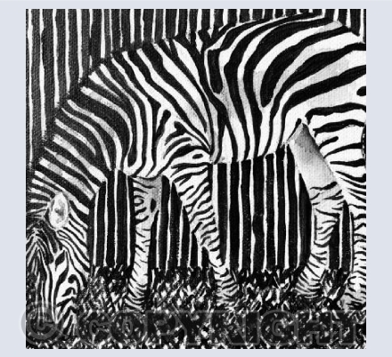 Zebra