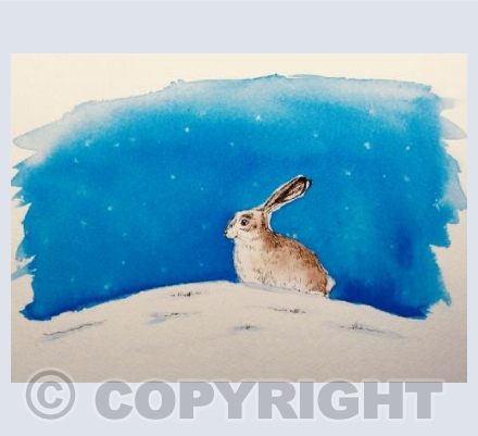 Night time hare
