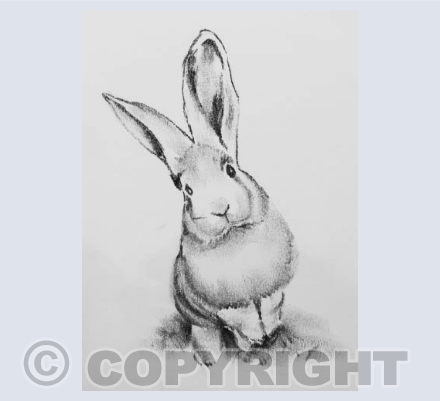 Charcoal rabbit