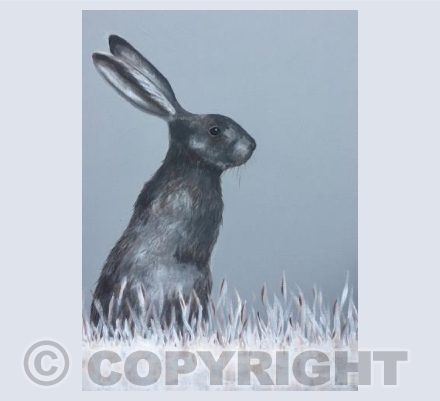 Grey Hare