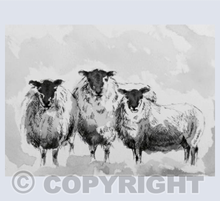 Sheep Study
