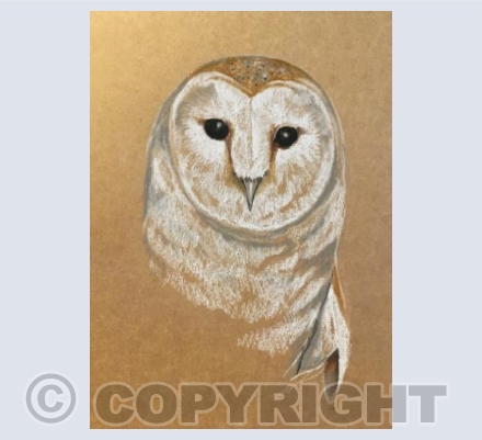 Barn Owl