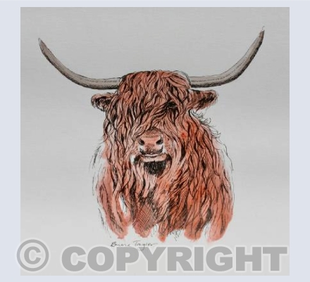 Highland Cow