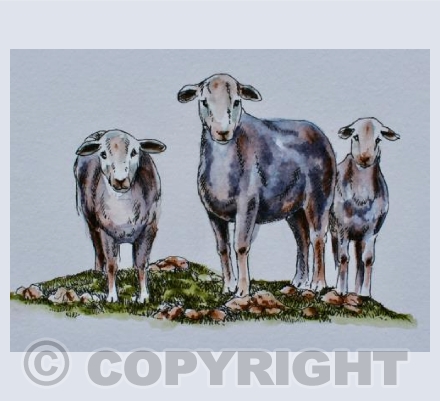 Summer sheep