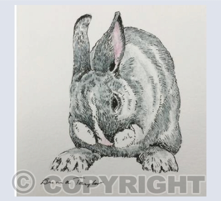 Rosie Rabbit