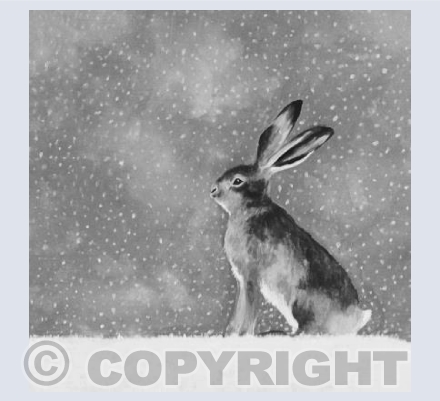 Black and White Snowy Hare