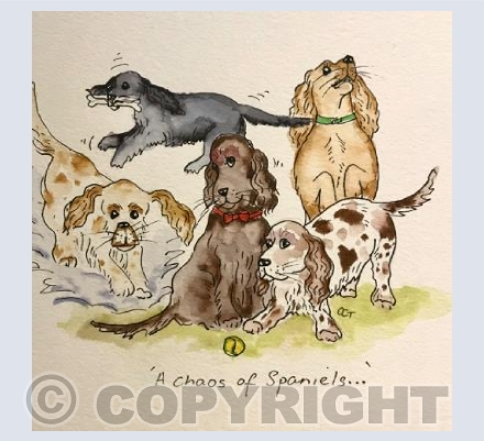 Chaos of Spaniels!