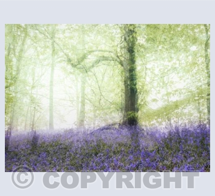 Bluebell Dawn