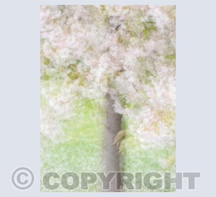 Impressionist Blossom Tree