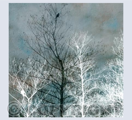 Crow in a Tree 1