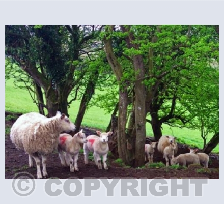 Sheep