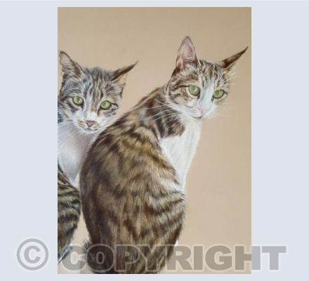 Duke and Duchess, Tortoiseshell Cats