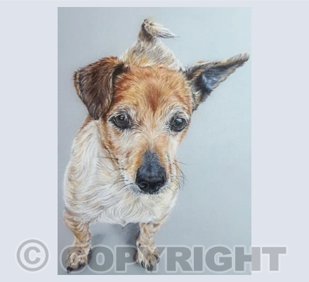 Dipsey, Jack Russell Terrier