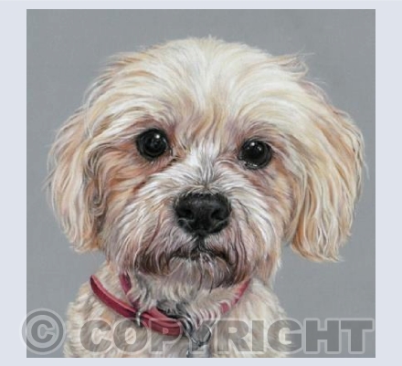 Mabel, Bichon Frise / Shih Tzu Cross