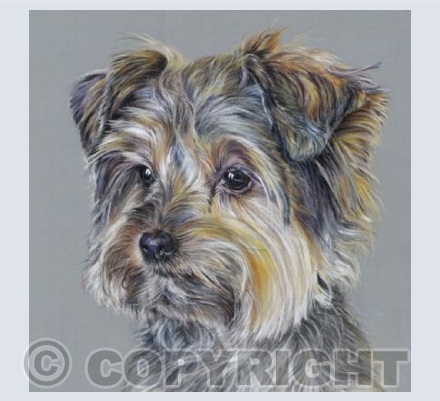 Buster, Yorkshire Terrier