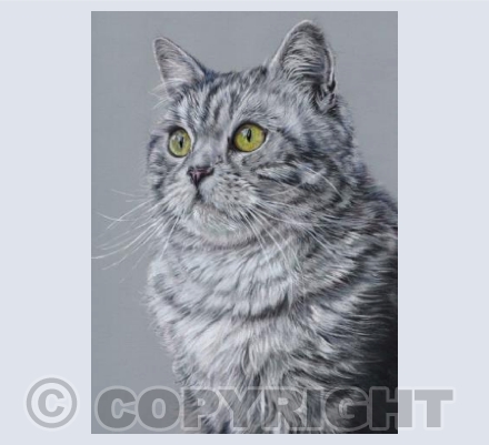 Mikado, Grey Tabby Cat
