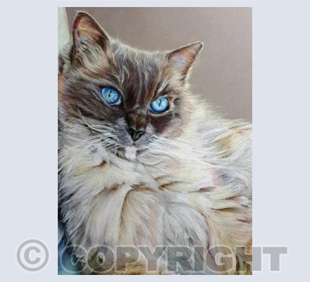 Gabriel, Ragdoll Cat