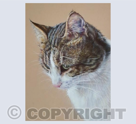 Duchess - Tabby Cat