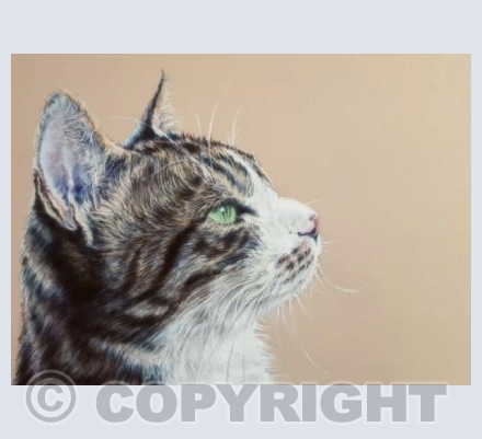 Duke, Tortoiseshell Cat