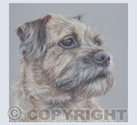 Murphy, Border Terrier