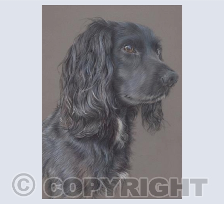 Bella - English Working Cocker Spaniel