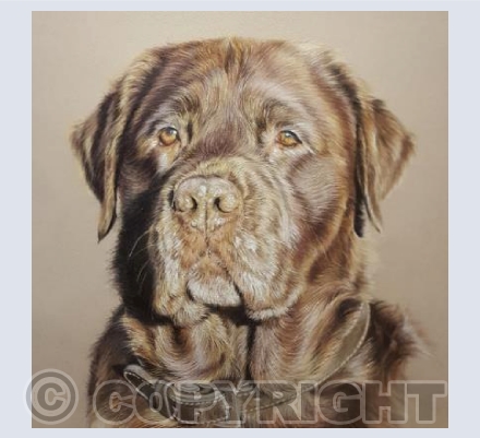 Toby - Chocolate Labrador