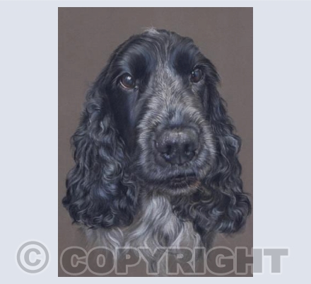 Dexter - English Cocker Spaniel