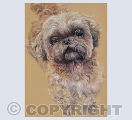 Bonnie - Shih Tzu