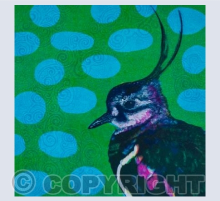 Lone Lapwing