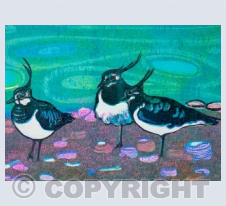 Lapwing Trio