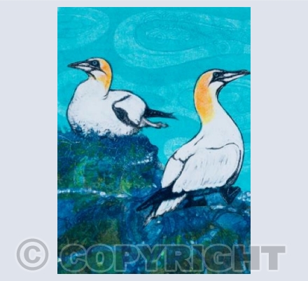 Glorious Gannets
