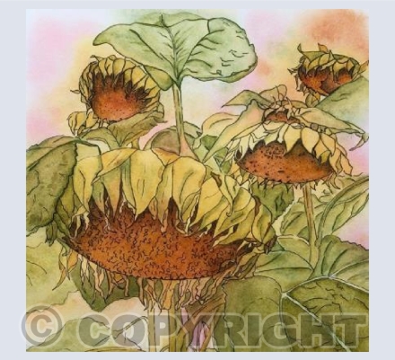 Sunflowers