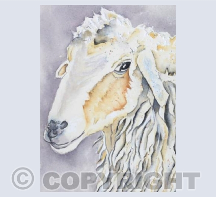 Long Eared Sheep