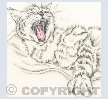 Cat - Laughing Florence