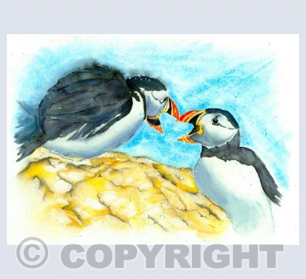 Puffin Gossip