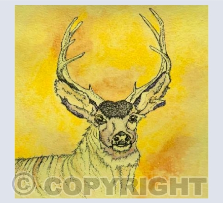 Sunset Stag
