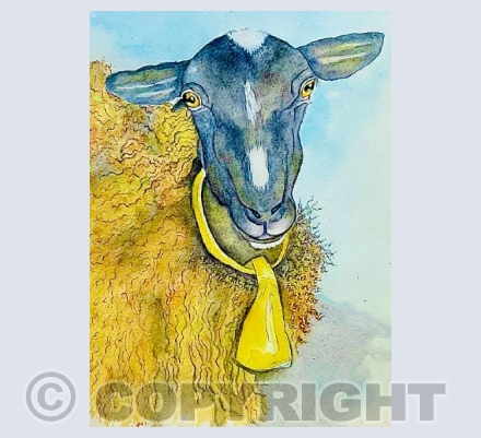 Sheep