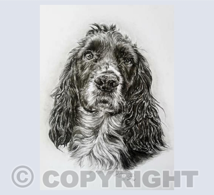 Spaniel Greetings Card
