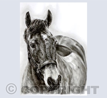 Horse Greetings Card