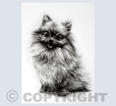 Sam Greetings Card