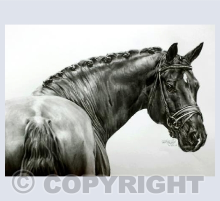 Totilas Greetings Card