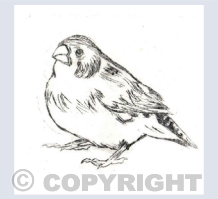 Finch Drypoint