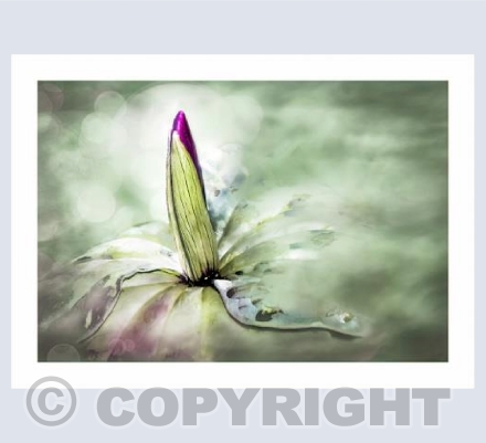 Misty Trillium Bud