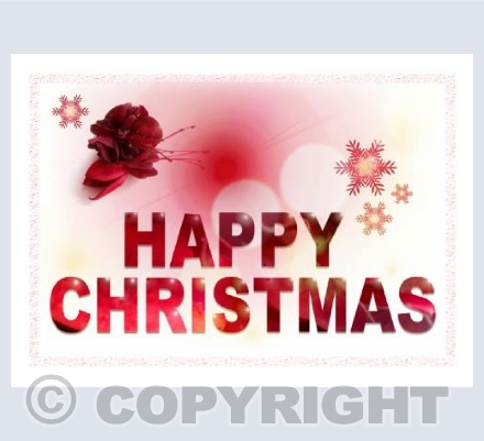 Fuchsia Christmas